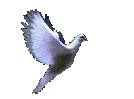 bird011.gif